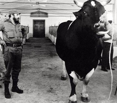krowy na Kubie, jest własnością Państwa, a państwo chroni je przed śmiercią. Za zabicie krowy 15 lat.jpg
